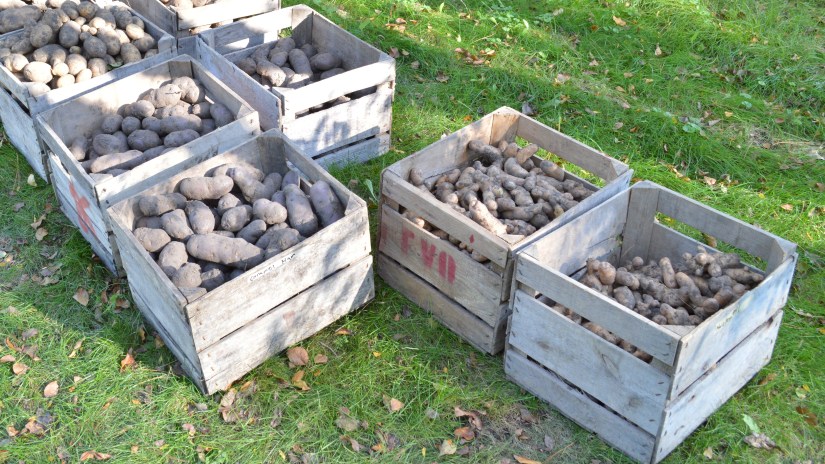 Potatoes in several wooden apple crate bins