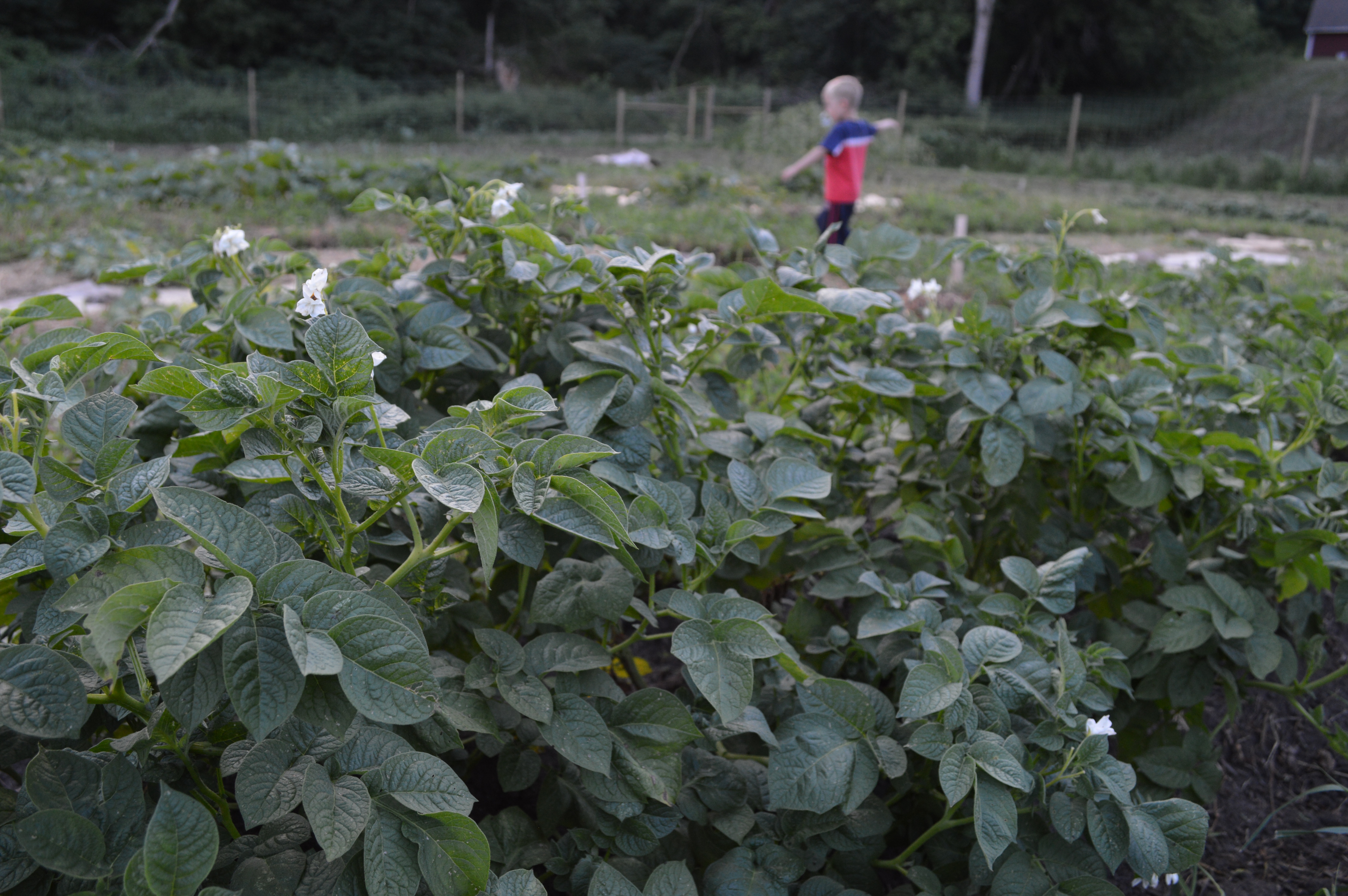 Child playing in field of potato plants.