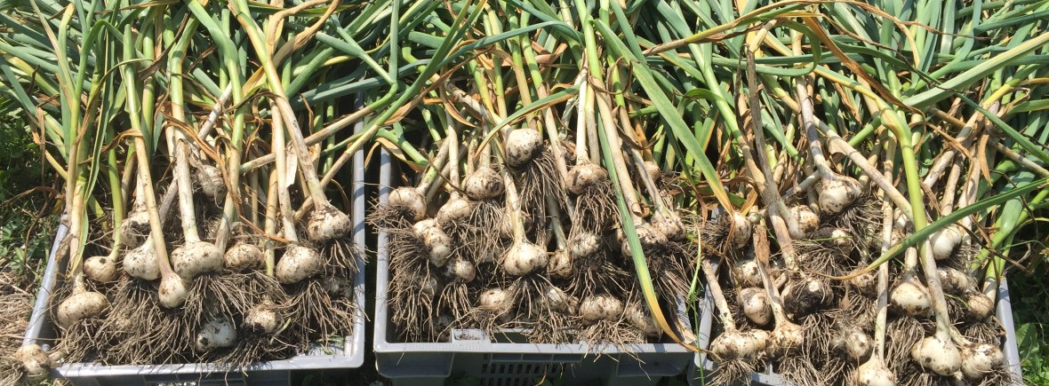 Bins of harvested garlic plants