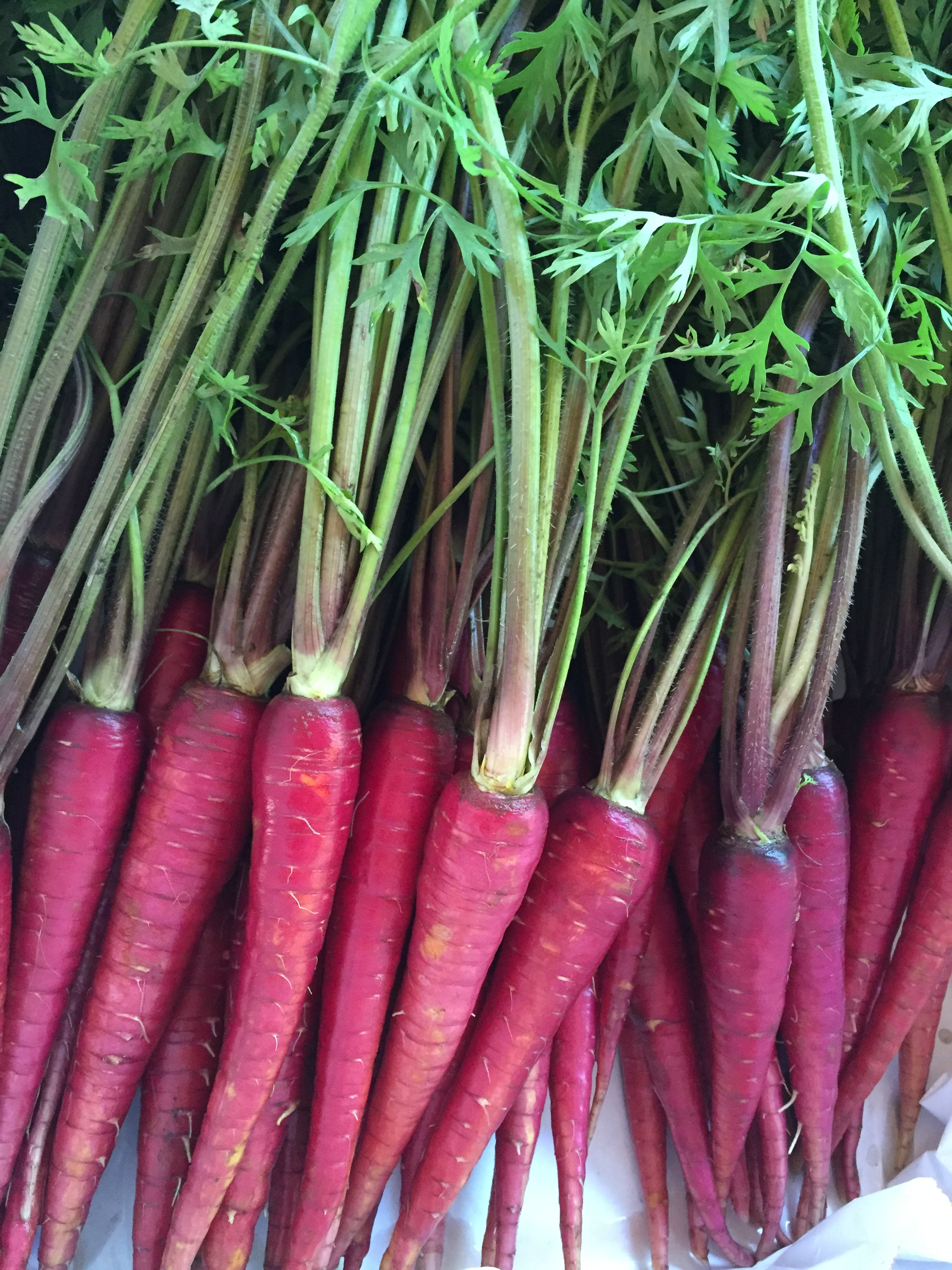 Red carrots with green tops