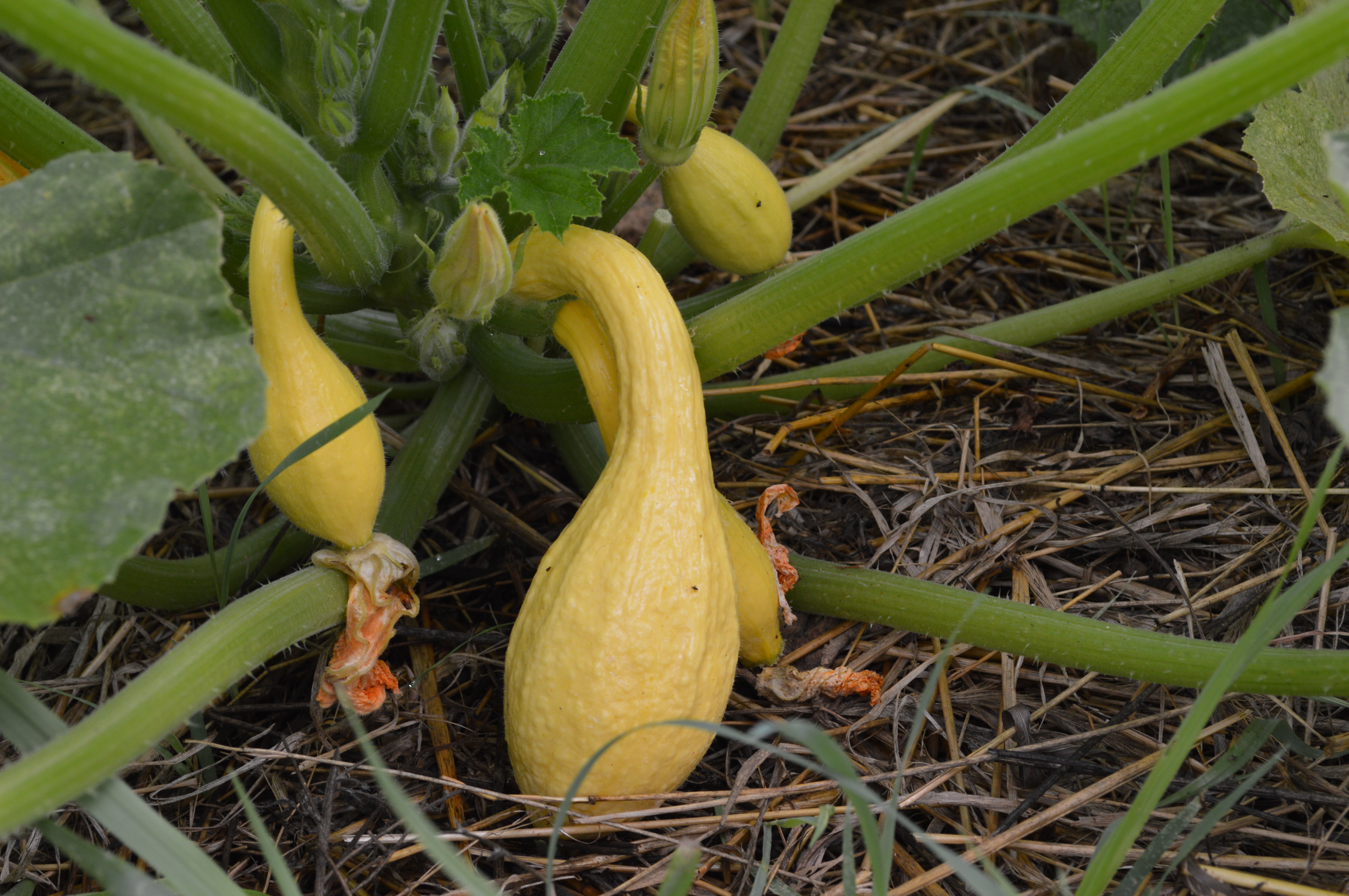 Yellow crookneck squash growing