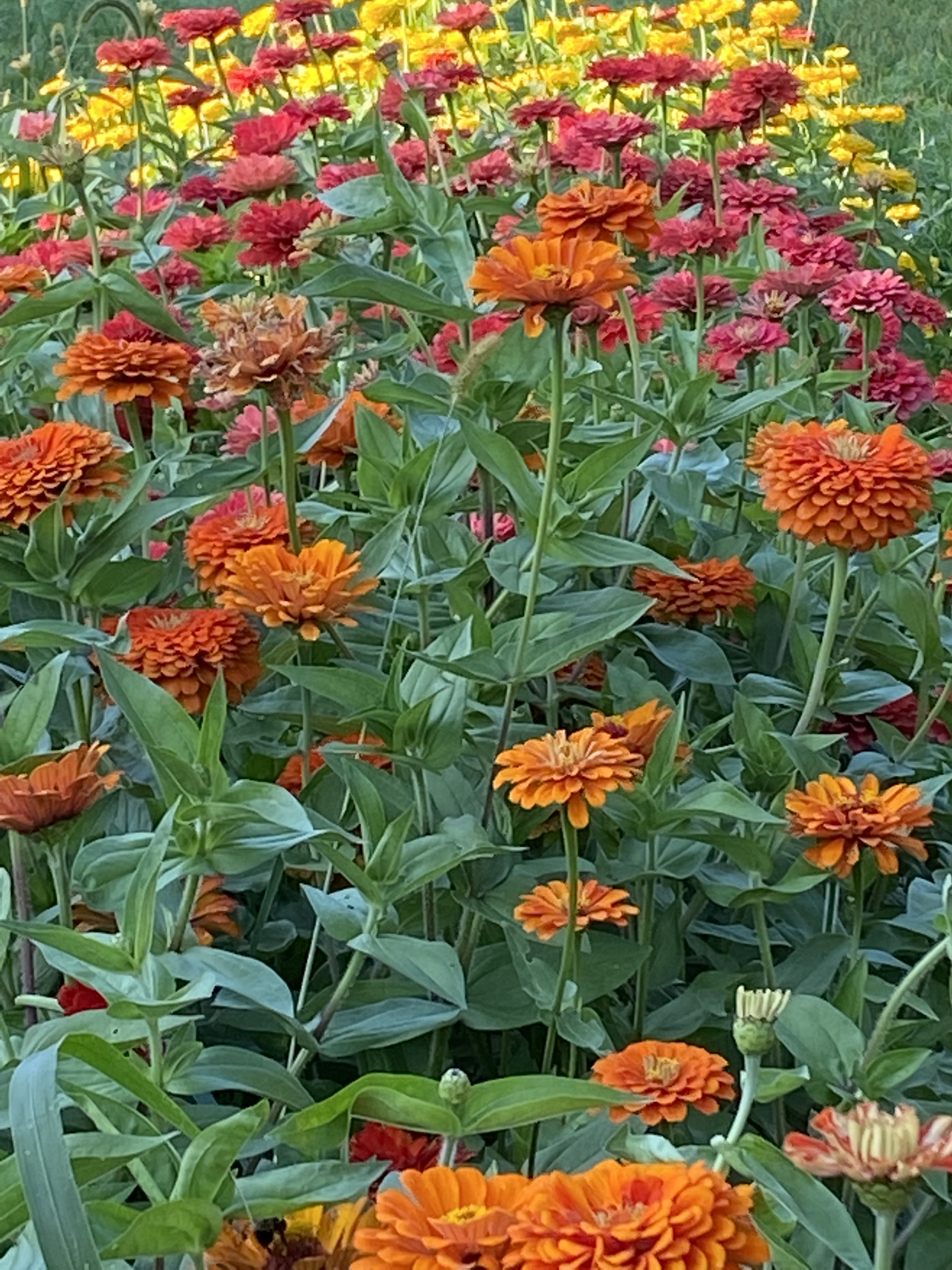 Bed of orange, red, pink, and yellow zinnias