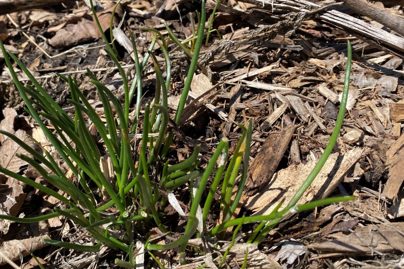 Green chives growing in ground that has been mulched with brown wood chips and dead leaves.