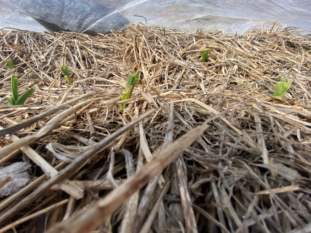 Six garlic seedlings in a bed of straw that have been chomped off by deer.