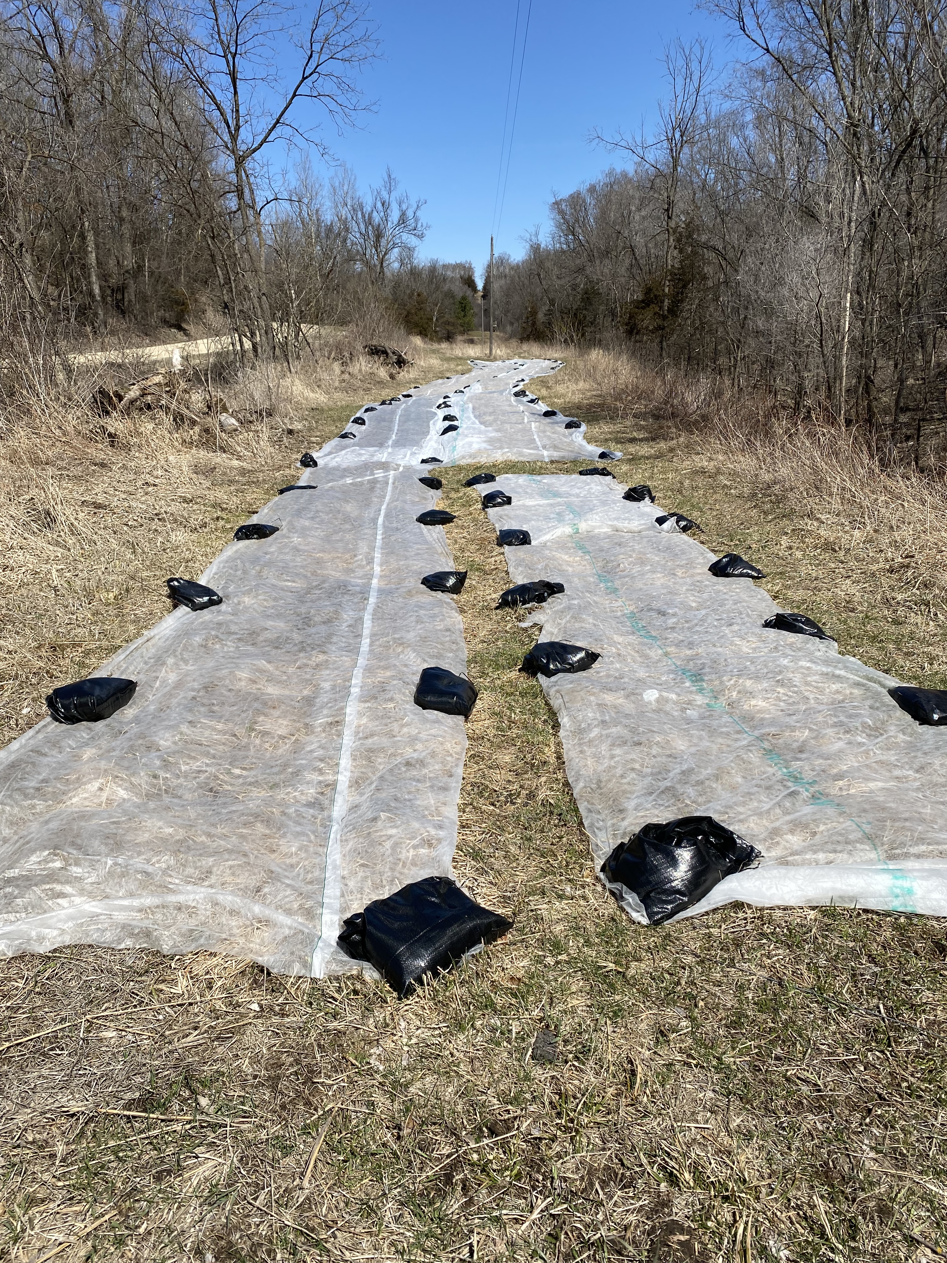 Long, skinny farm field with eight beds of garlic covered by white row cover that is being held down by numerous black plastic sand bags.