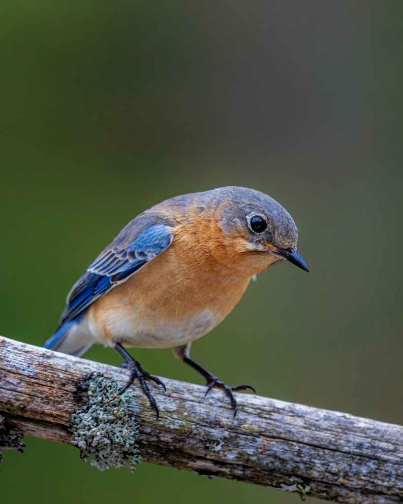 Eastern bluebird sitting on branch with lichens on it and muted green background.