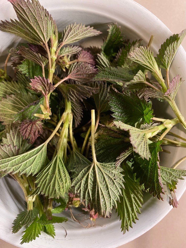 Freshly picked stinging nettle leaves (green tinged with purple) in a white bowl.