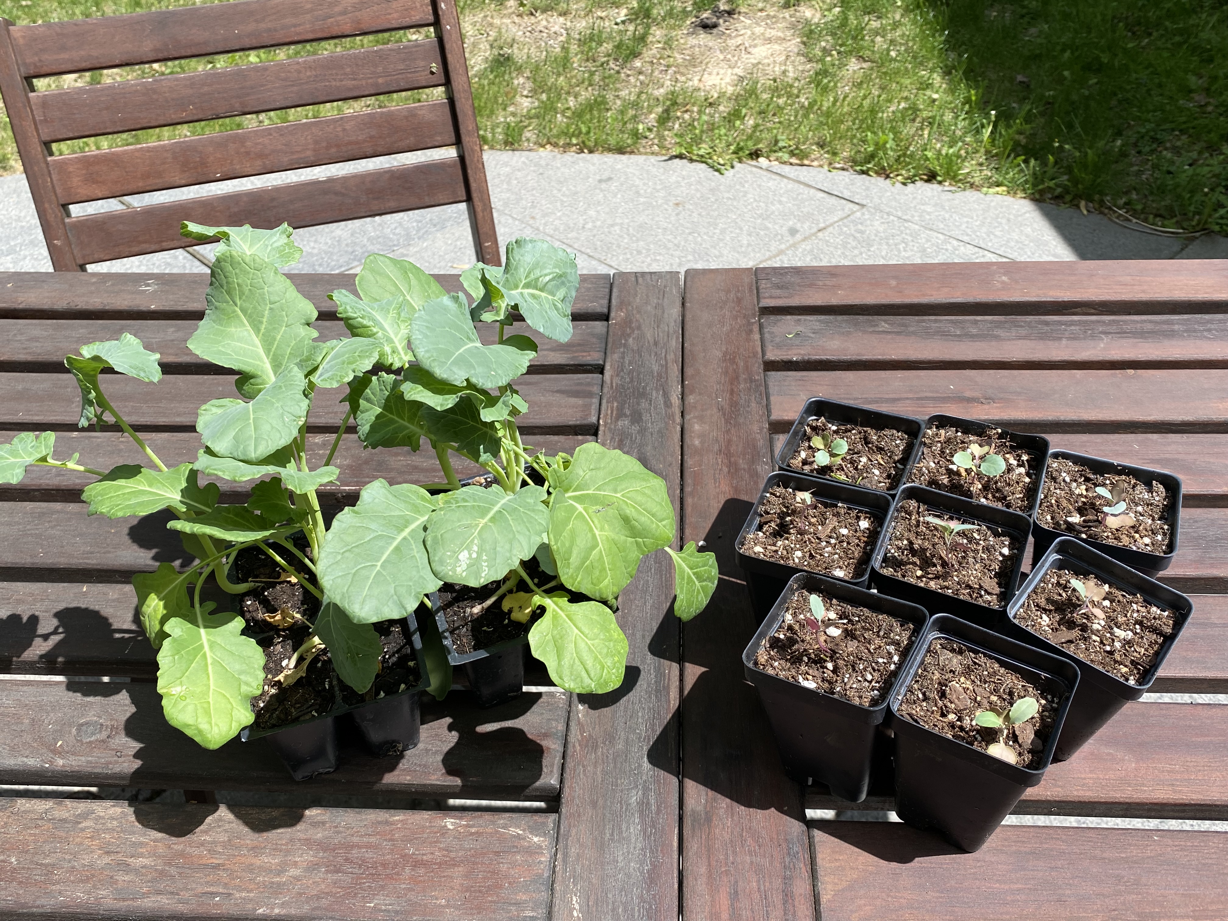 Photo of healthy broccoli seedlings next to unhealthy broccoli seedlings.