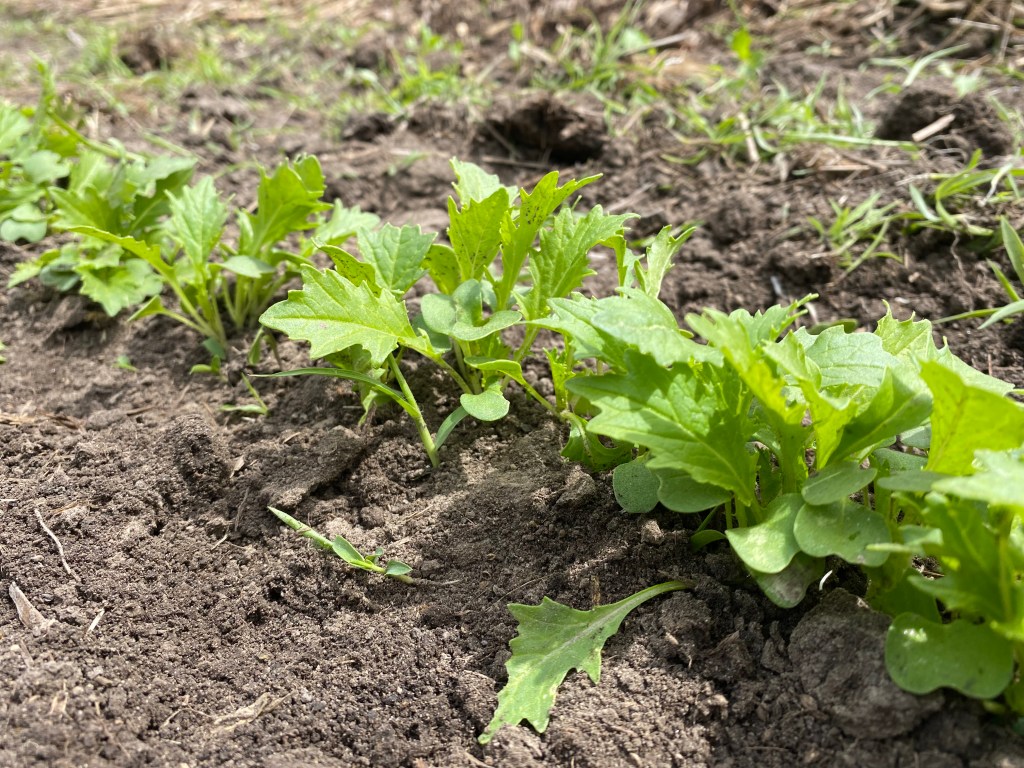 A short row of green mizuna seedlings in a farm field.