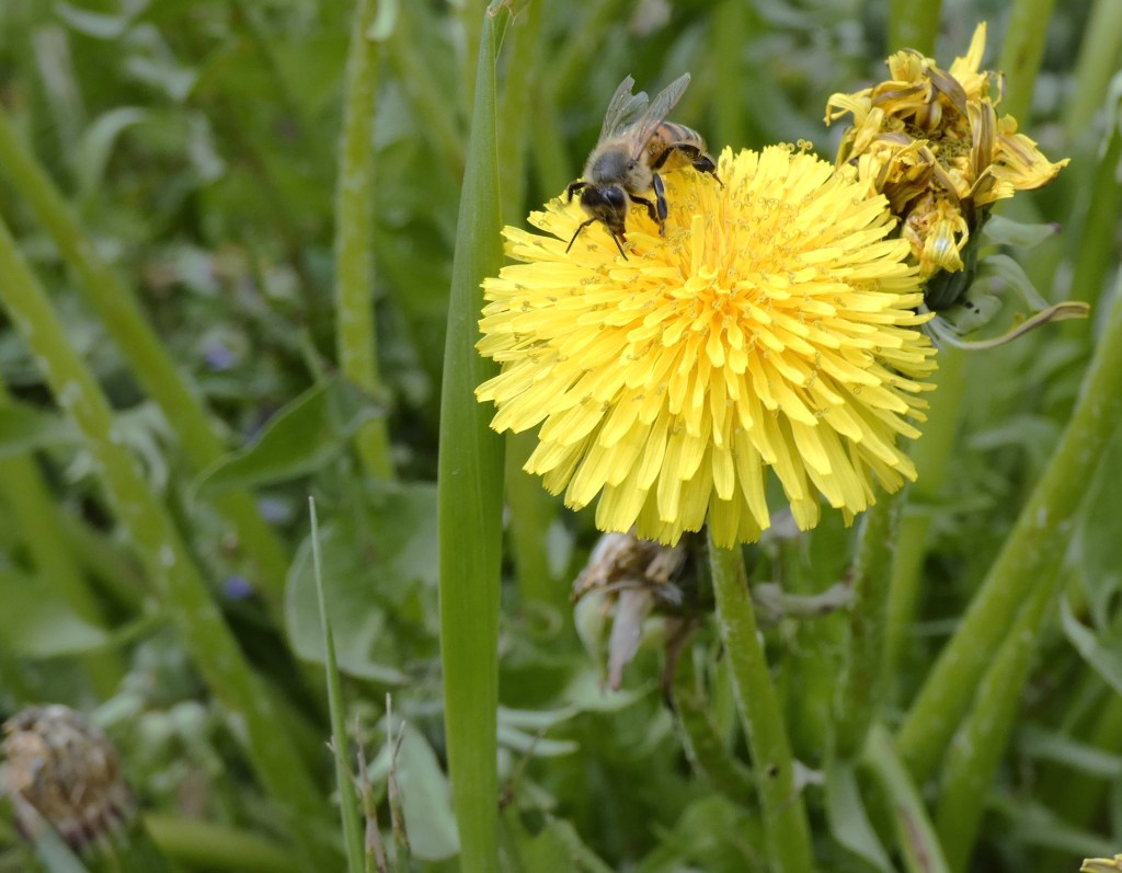 Honeybee on bright yellow dandelion flower.