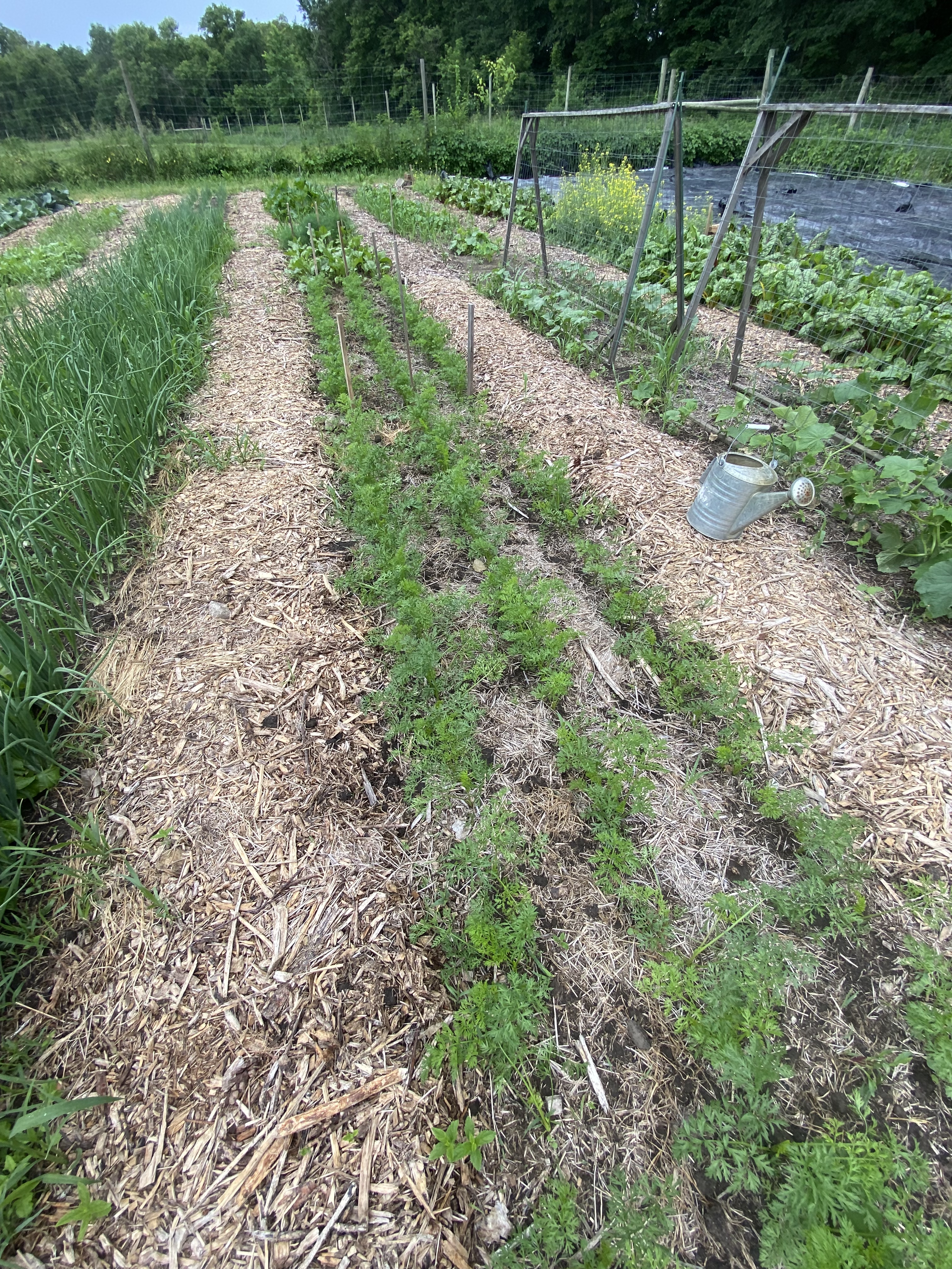 Farm field in at the end of June with rows of crops starting to grow.