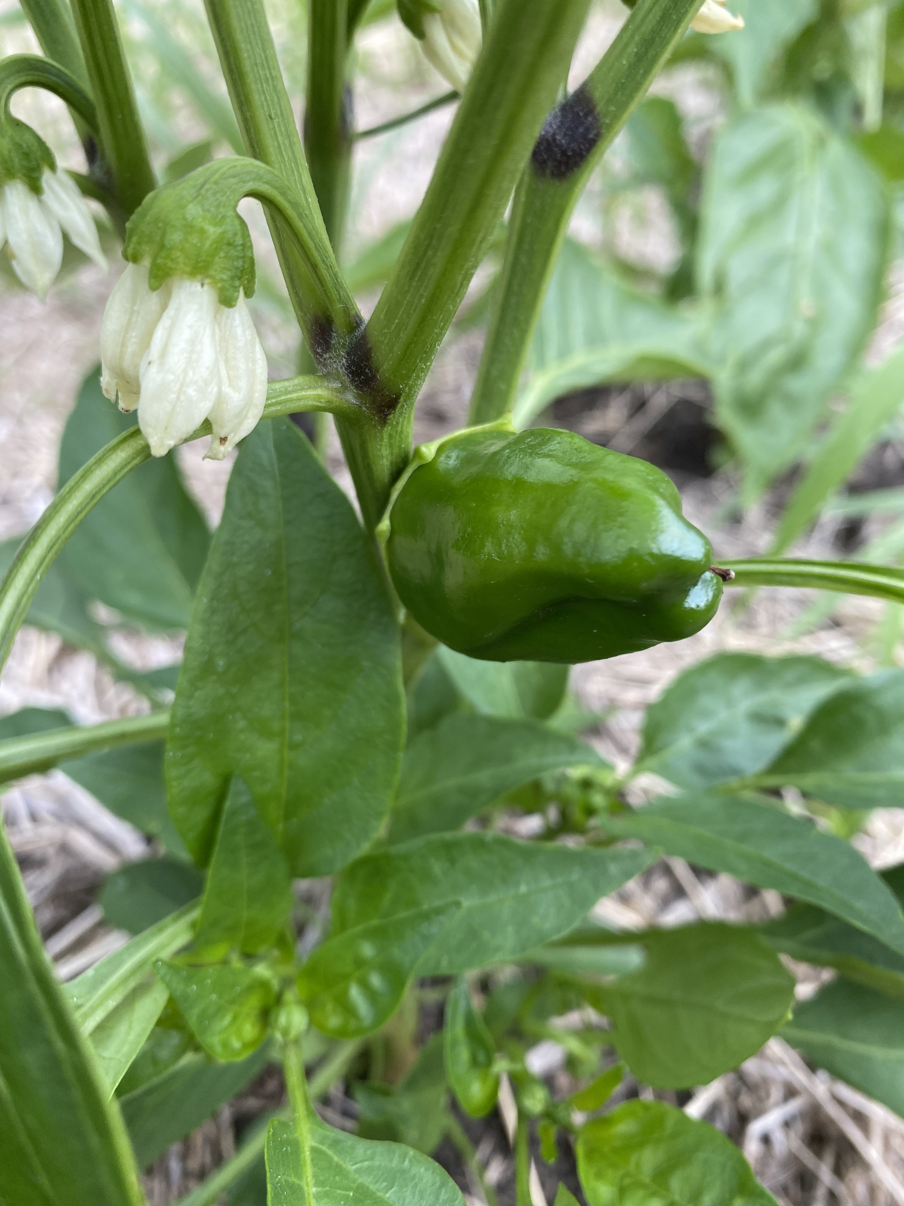 Baby green pepper and pepper blossoms on plant.