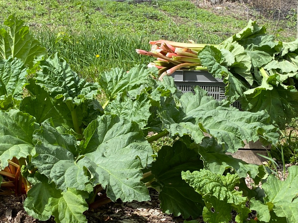 Large rhubarb plant with gray basket full of red and pink harvested rhubarb.