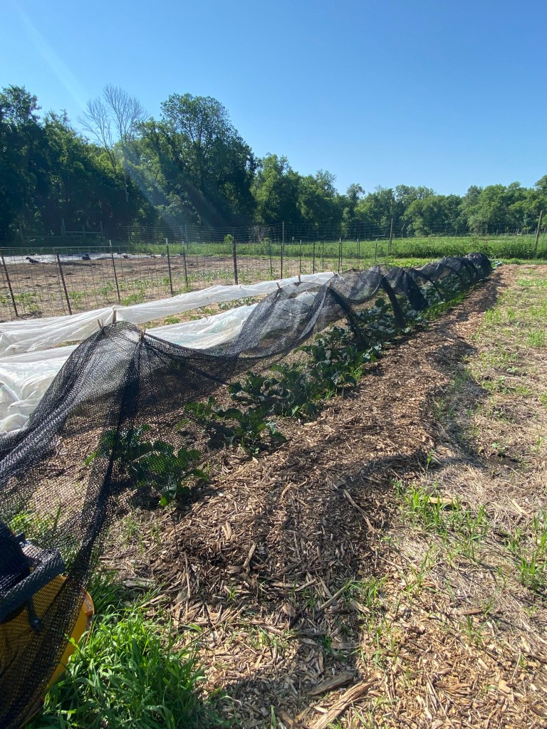 Row of broccoli in a farm field being covered with shade cloth because it's too hot too early in the season.