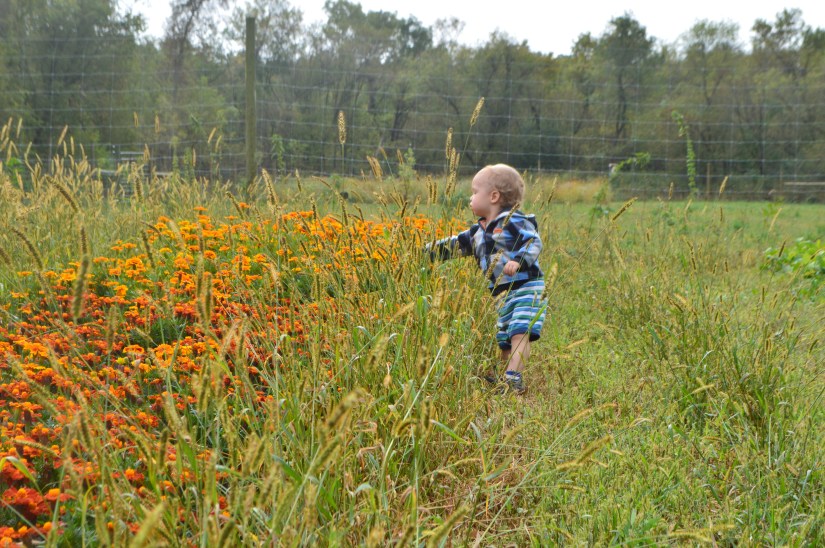 Toddler in farm field in autumn looking at big row of orange and red marigolds.