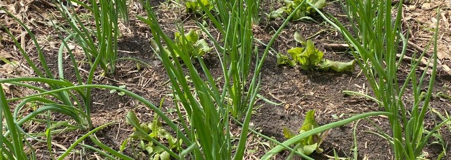 Onion and lettuce seedlings in a farm field.