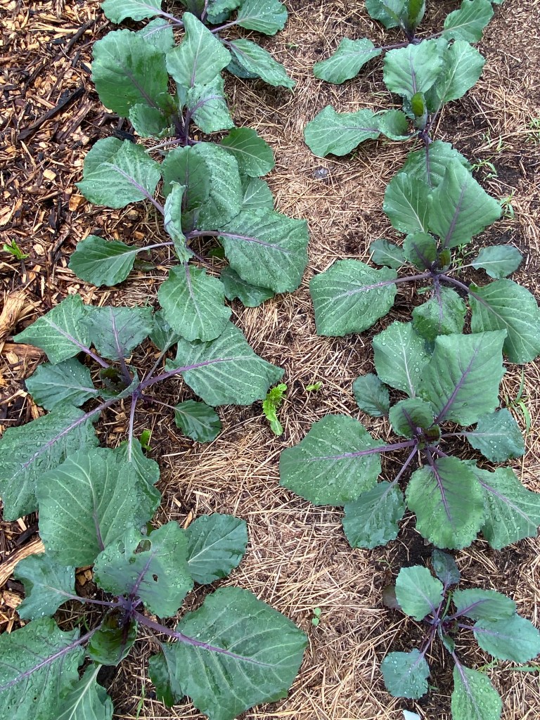 Red Russian kale seedlings in two rows in a farm field.