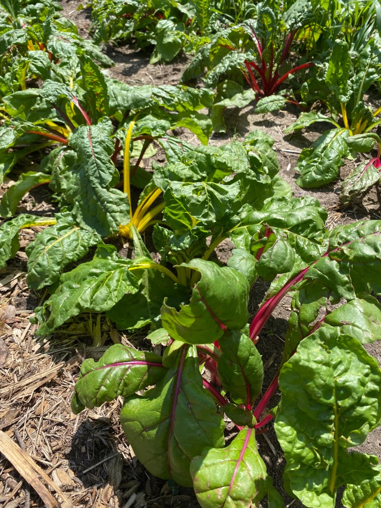 Rainbow Swiss chard growing in a farm field.