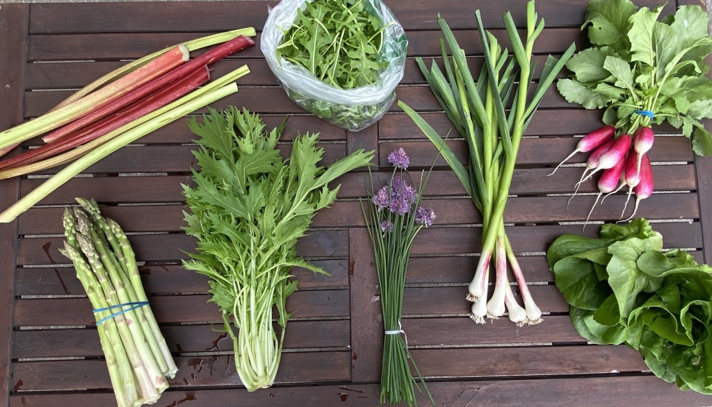 Brown wooden table displaying rhubarb, arugula, green garlic, radishes, lettuce, chives with purple blossoms, mizuna, and asparagus.