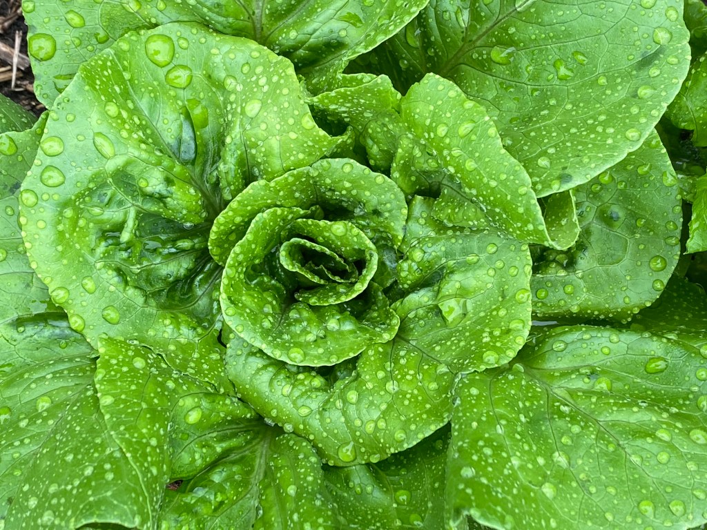 Green lettuce with water droplets on it.