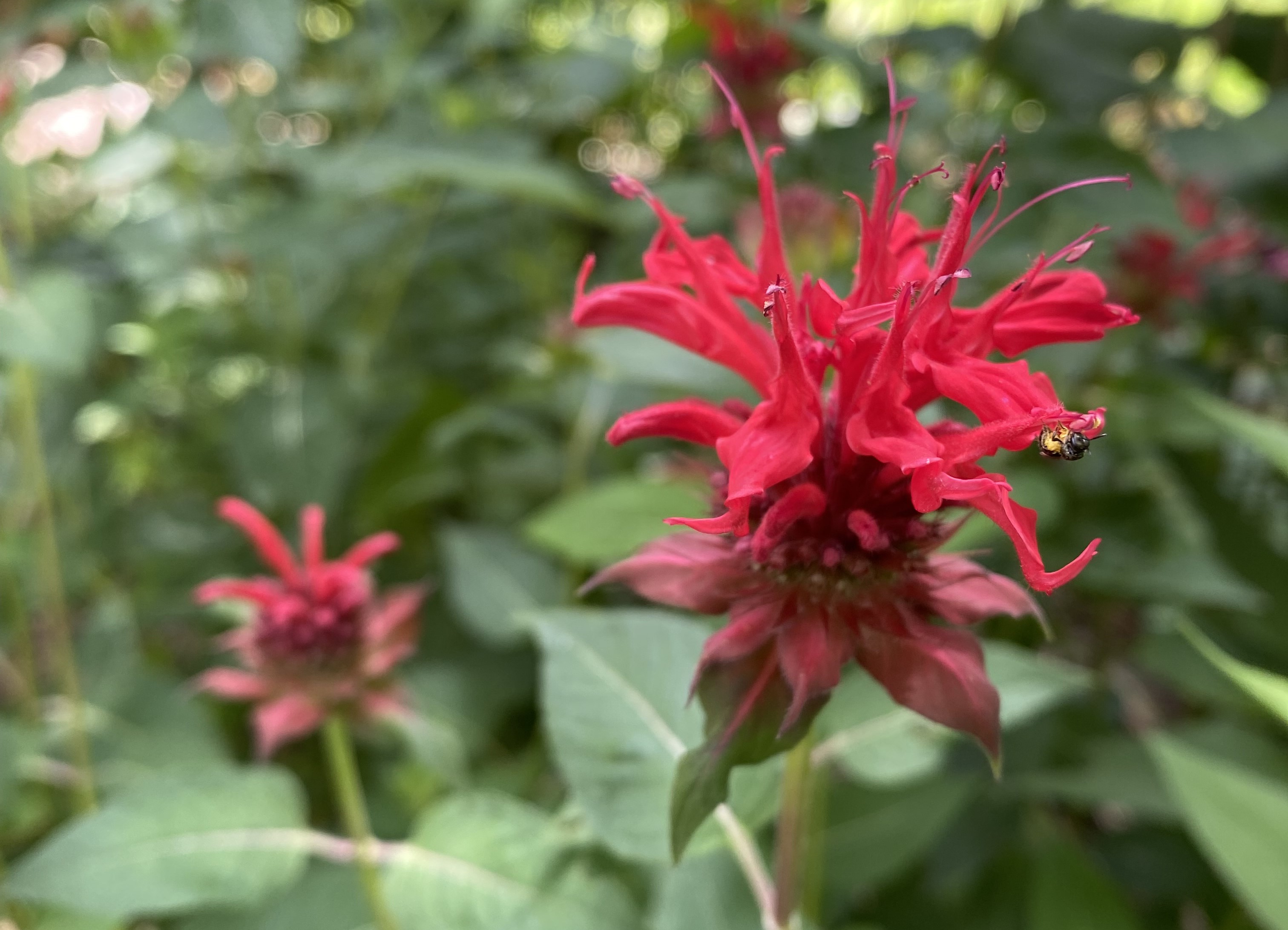 Small bee on red bee balm.