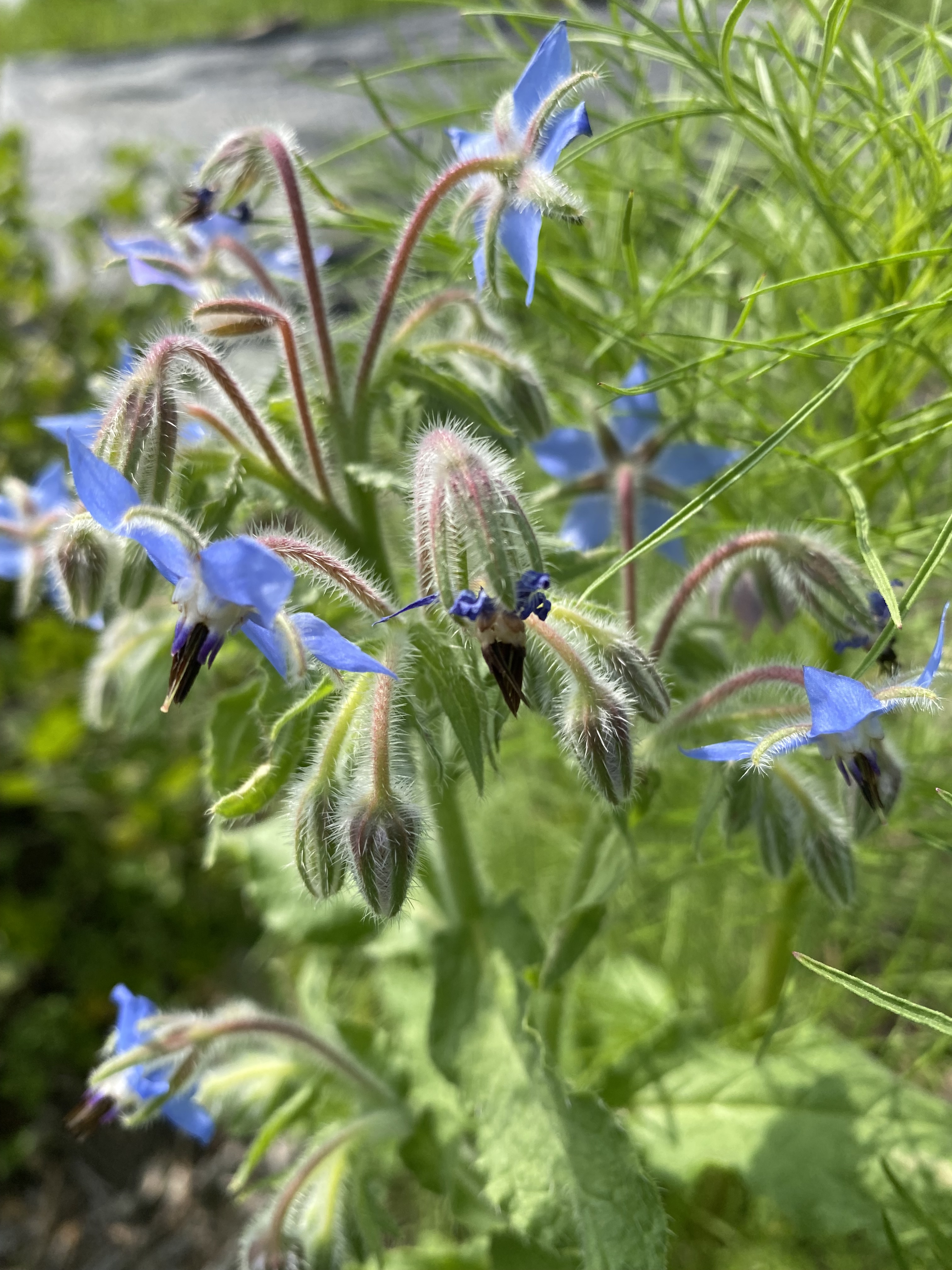 Borage flowering.