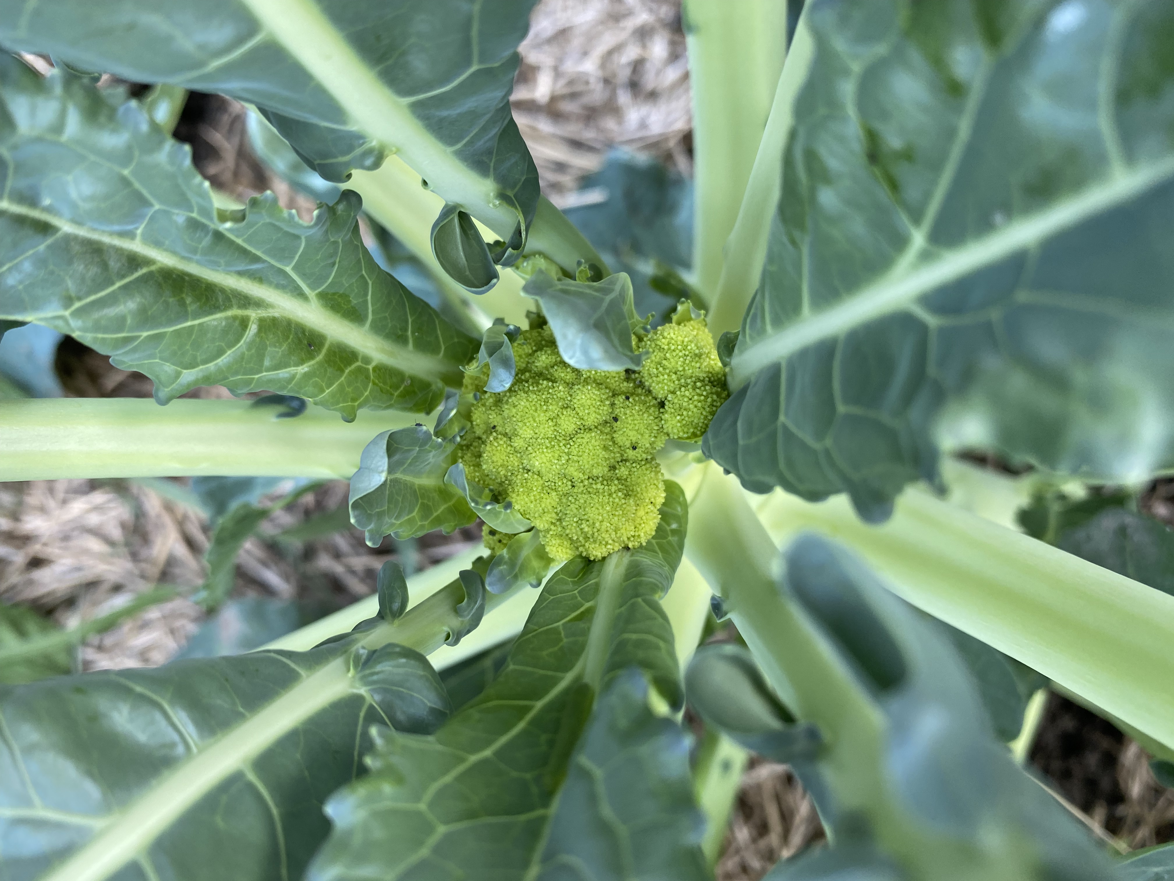 Small broccoli head developing in field.
