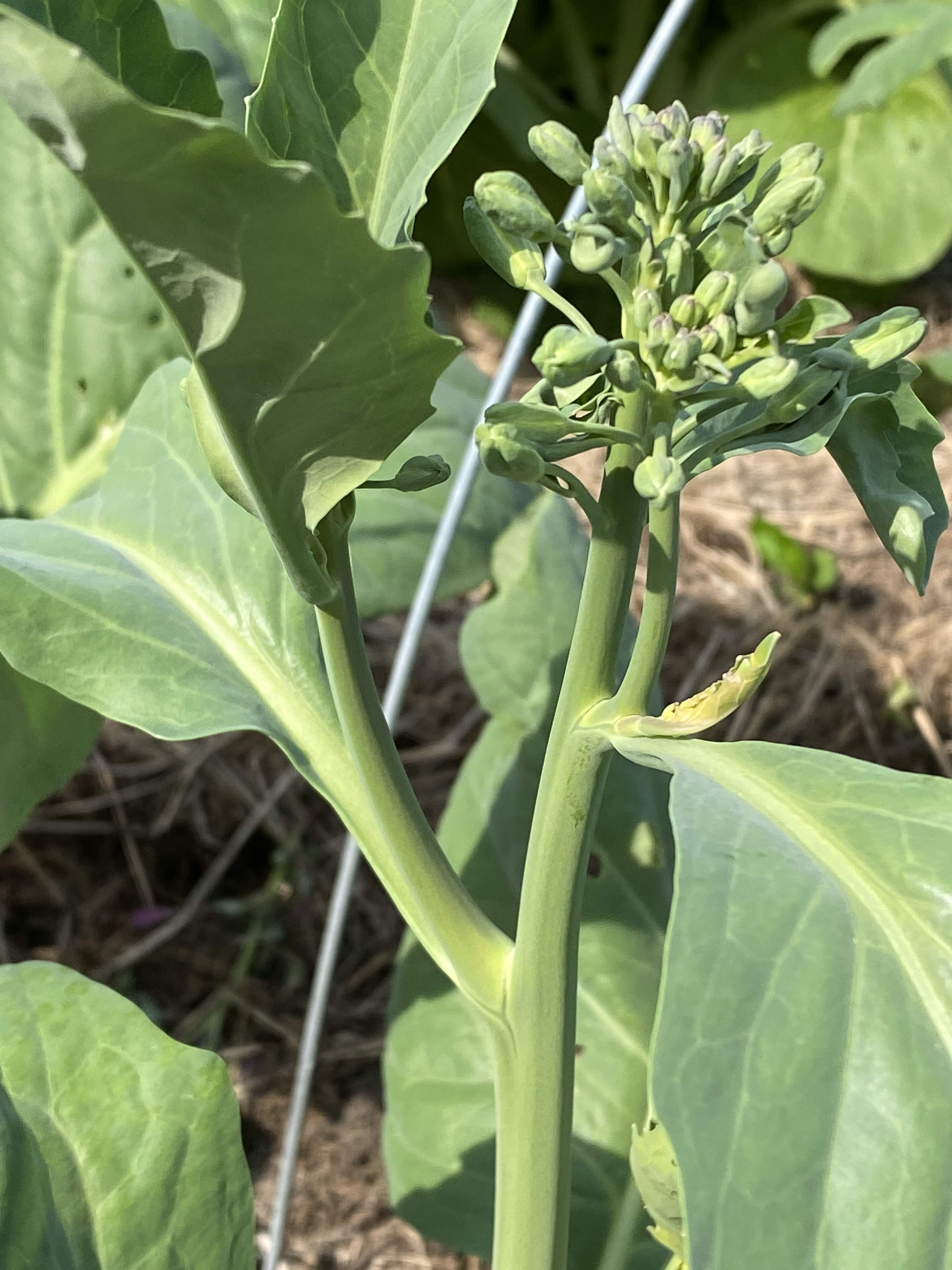 Chinese broccoli in field.