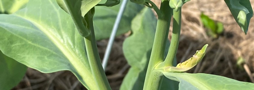Chinese broccoli in field.
