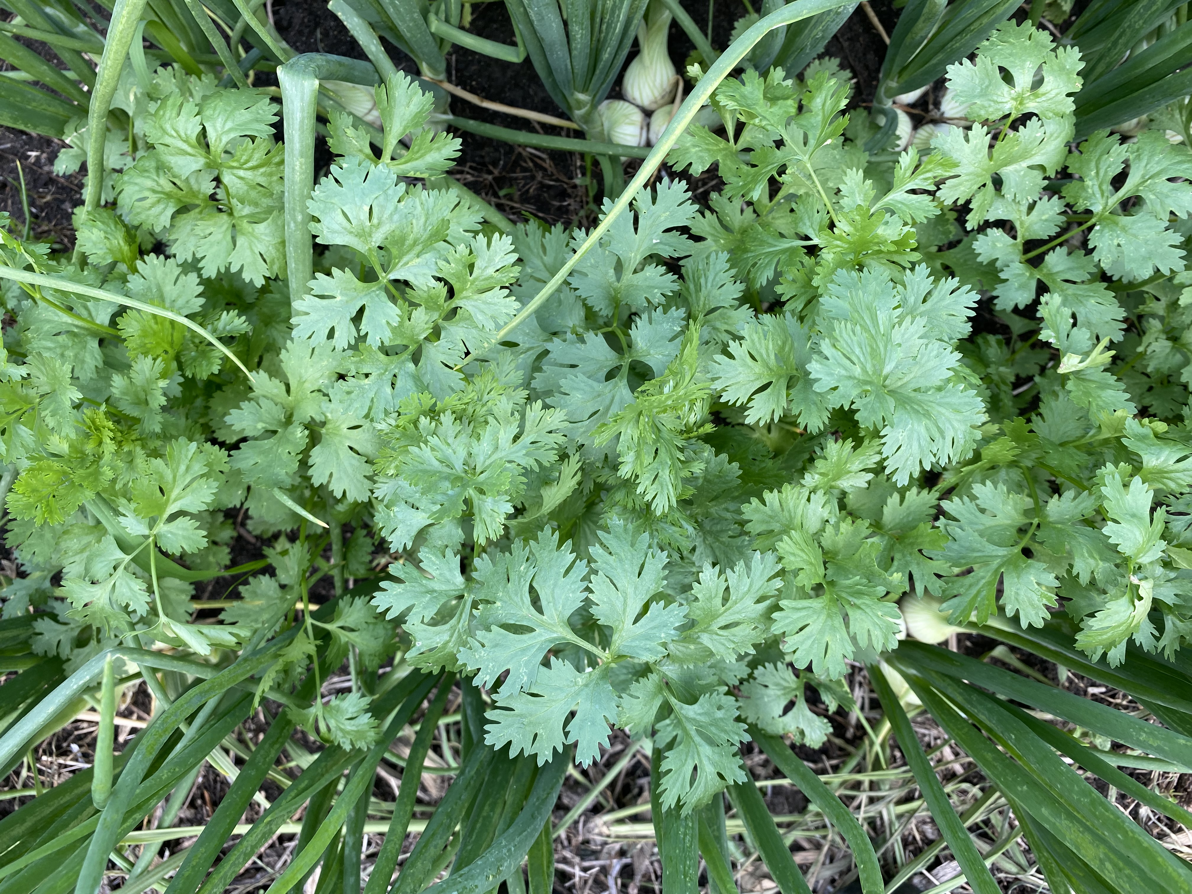 Cilantro growing in between onions.