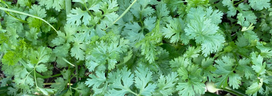 Cilantro growing in between onions.