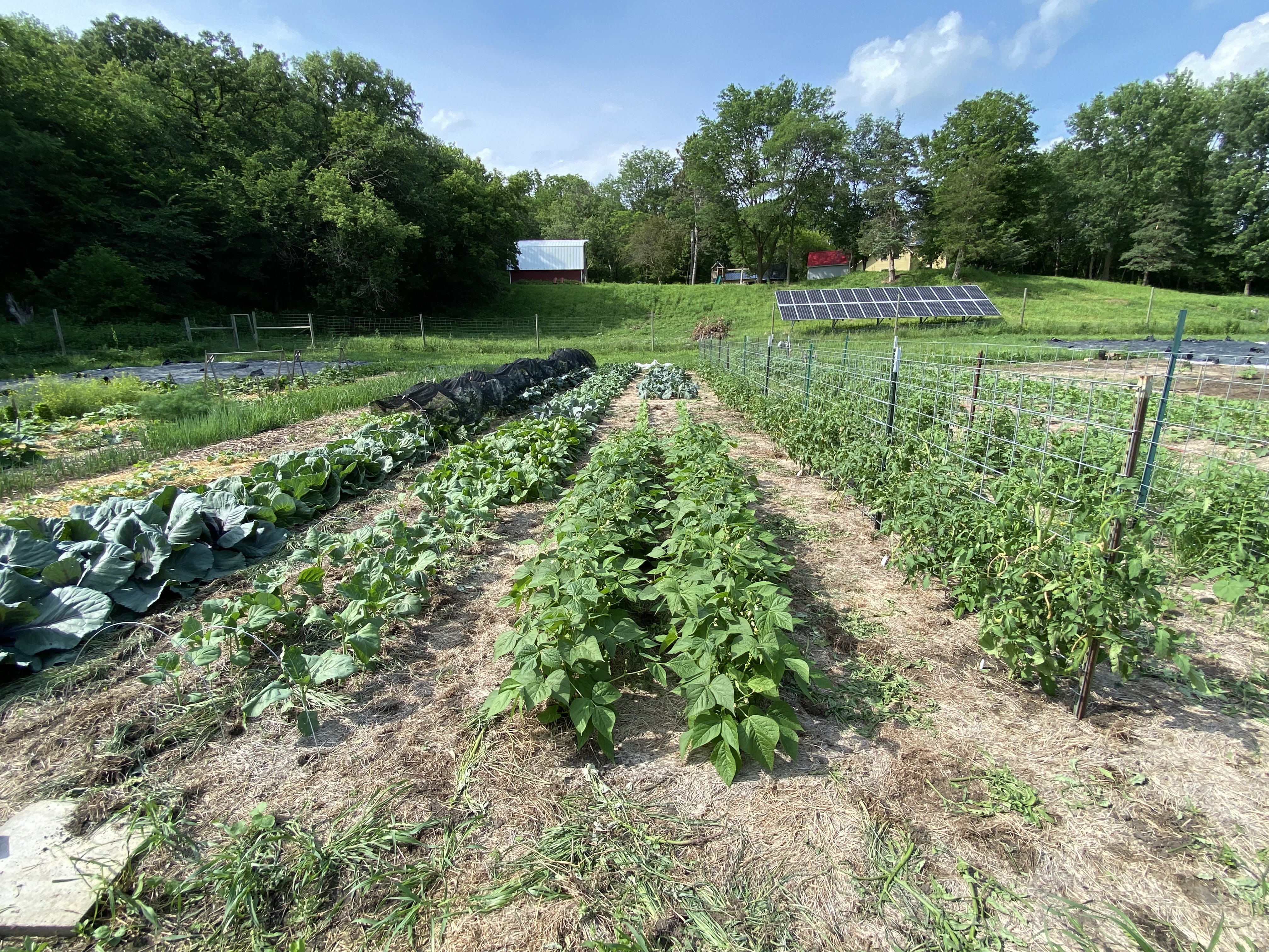 View of farm field in July.