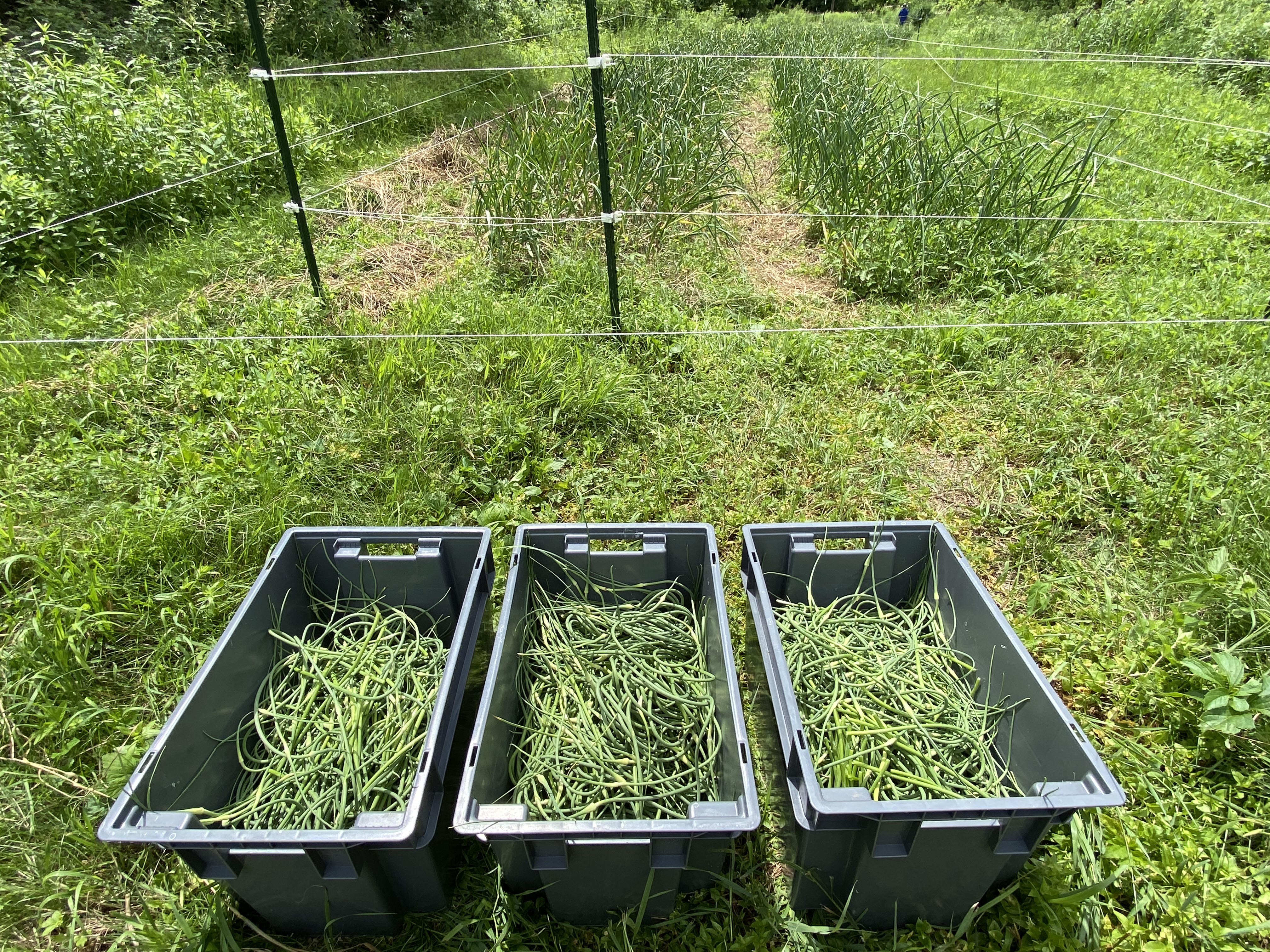 Three large gray bins filled with harvested garlic scapes. Bins are on the ground in the field.