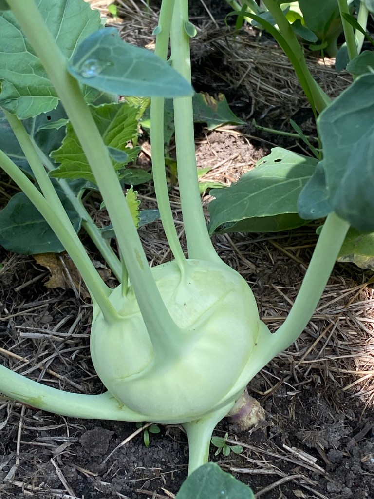 Kohlrabi growing in field.