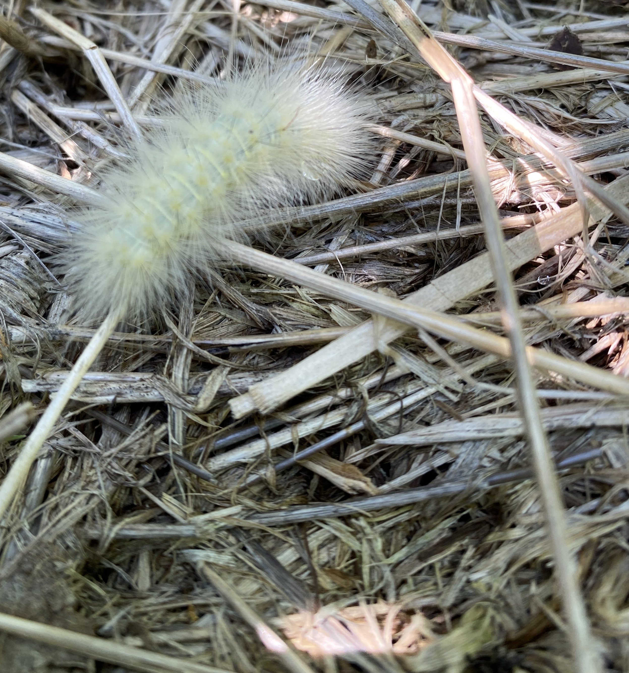 Tussock moth caterpillar on straw.
