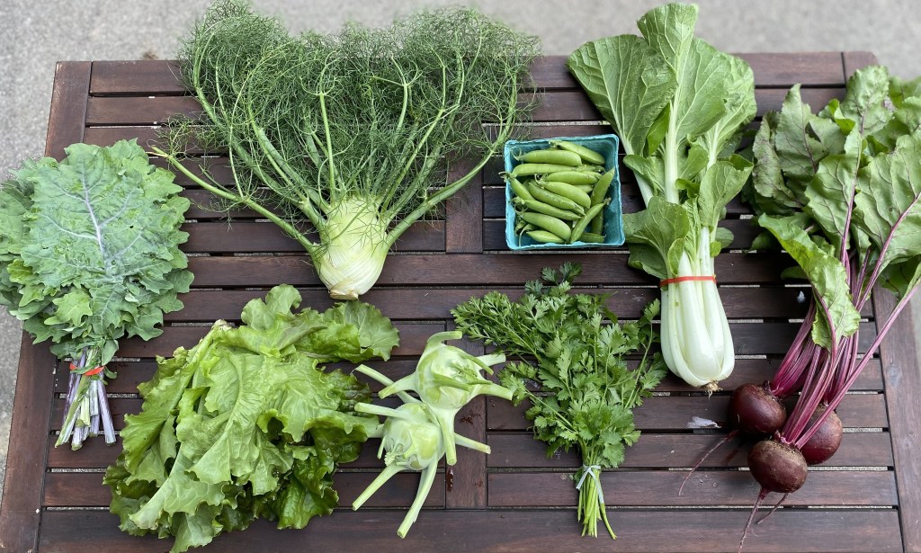 Brown table displaying vegetables, including kale, fennel, snap peas, Bok choy, red beets, cilantro, kohlrabi, and green lettuce.