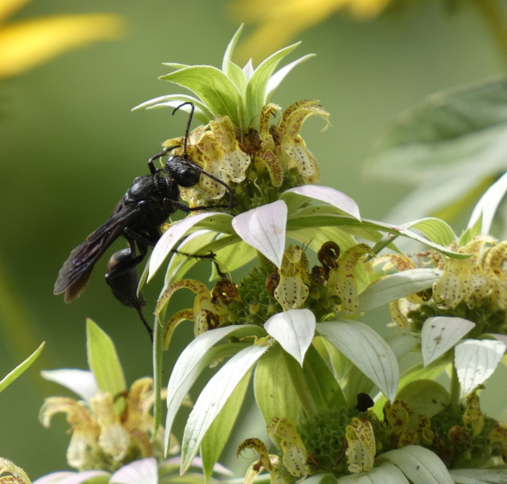 Black wasp on bee balm.