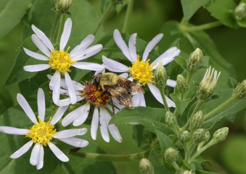 Bumblebee on aster.