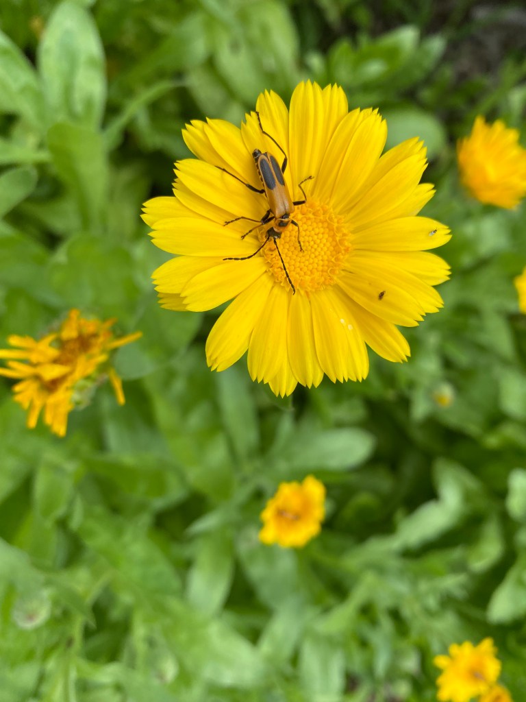 Milkweed beetle on calendula.