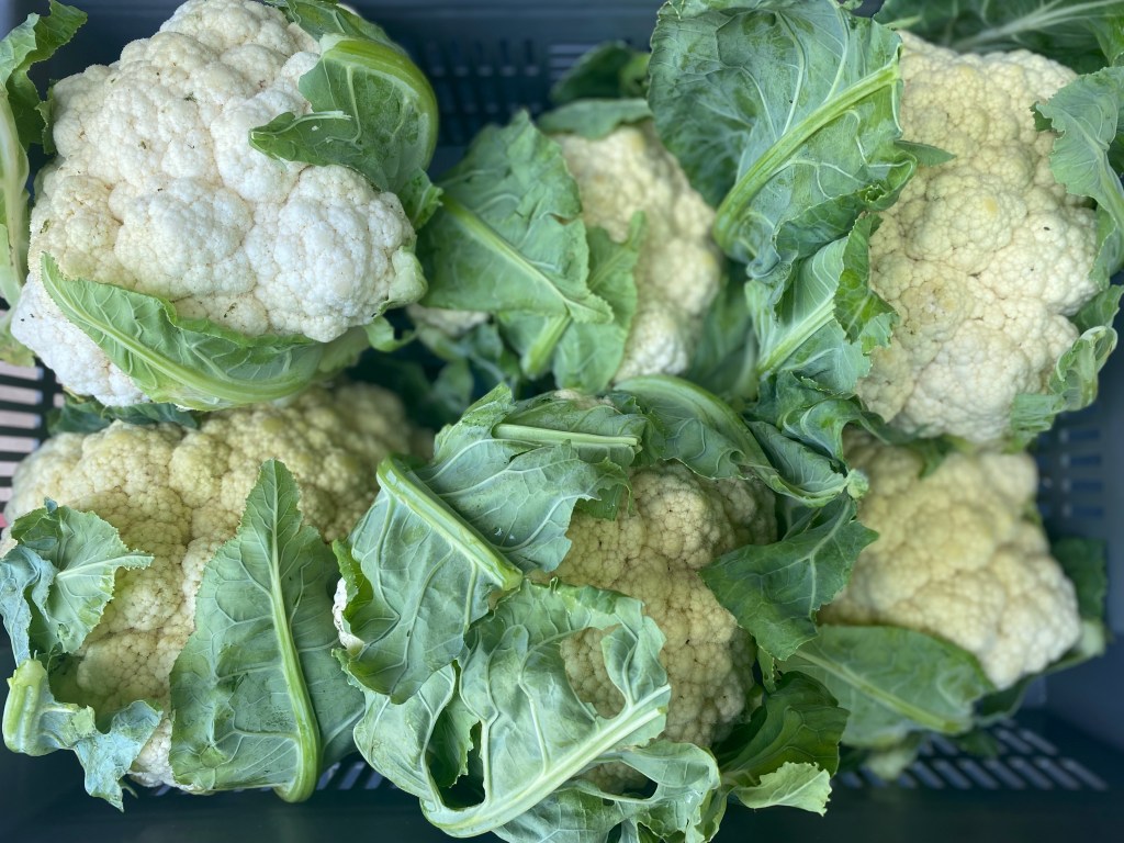 Crate of just harvested cauliflower.