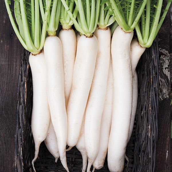Bunch of daikon radishes.