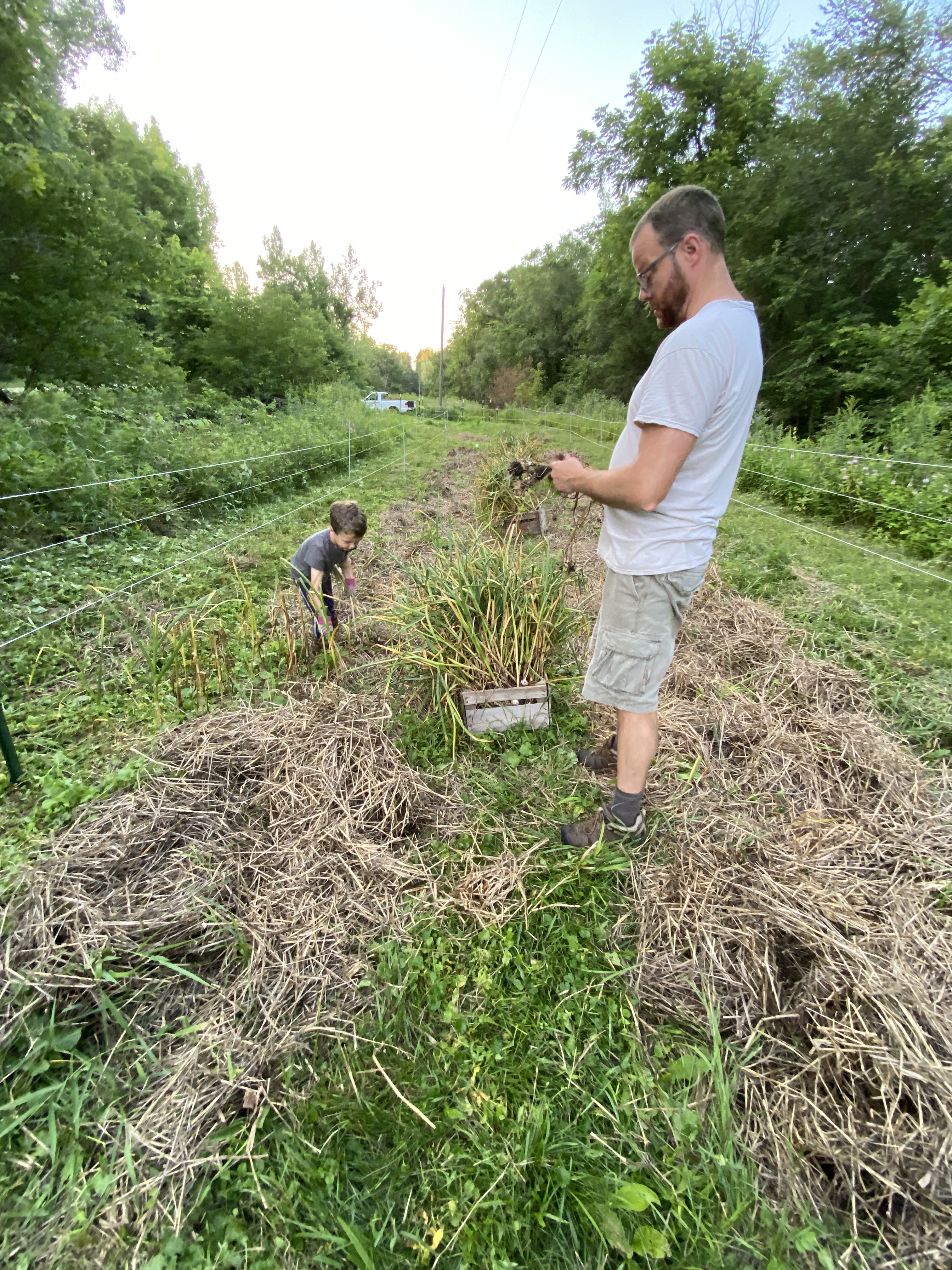 Man and child harvesting garlic in the field.