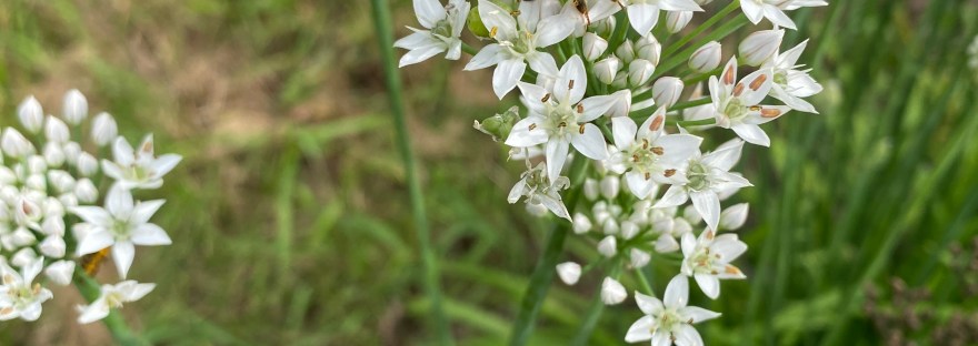 Honey bee on garlic chive flowers.