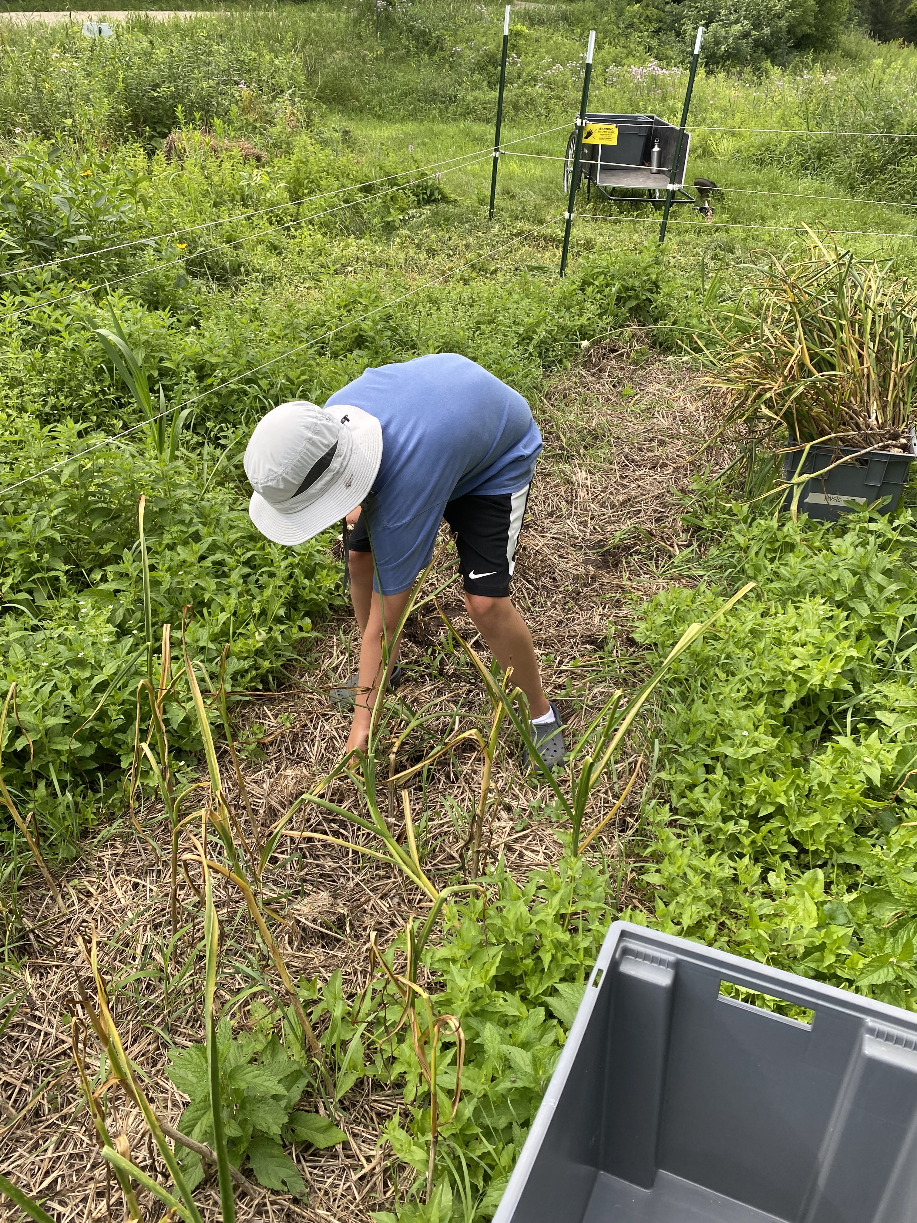 Child bent over pulling garlic stalks from the field.