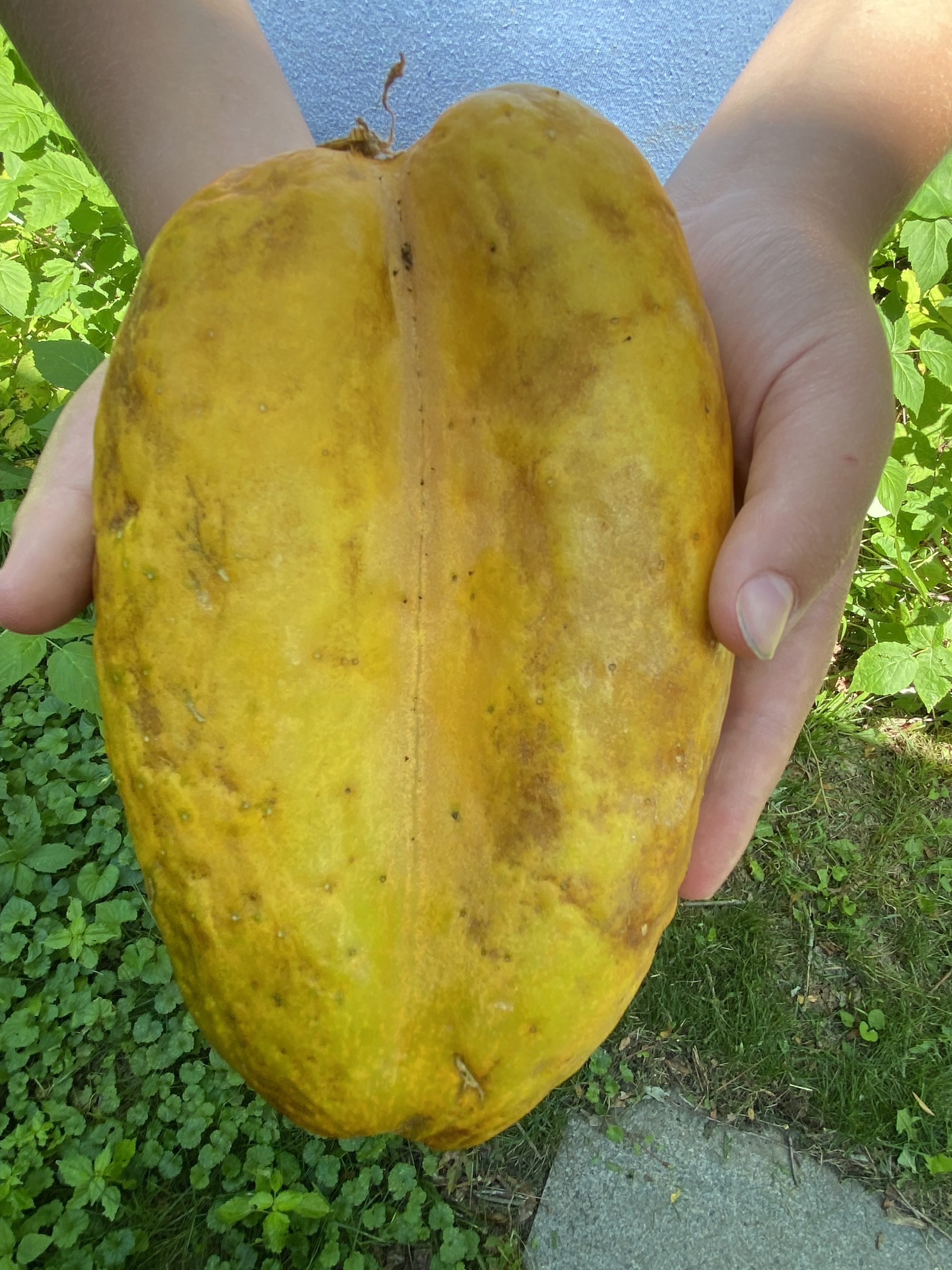 Overripe cucumber that looks like two cucumbers fused into one.