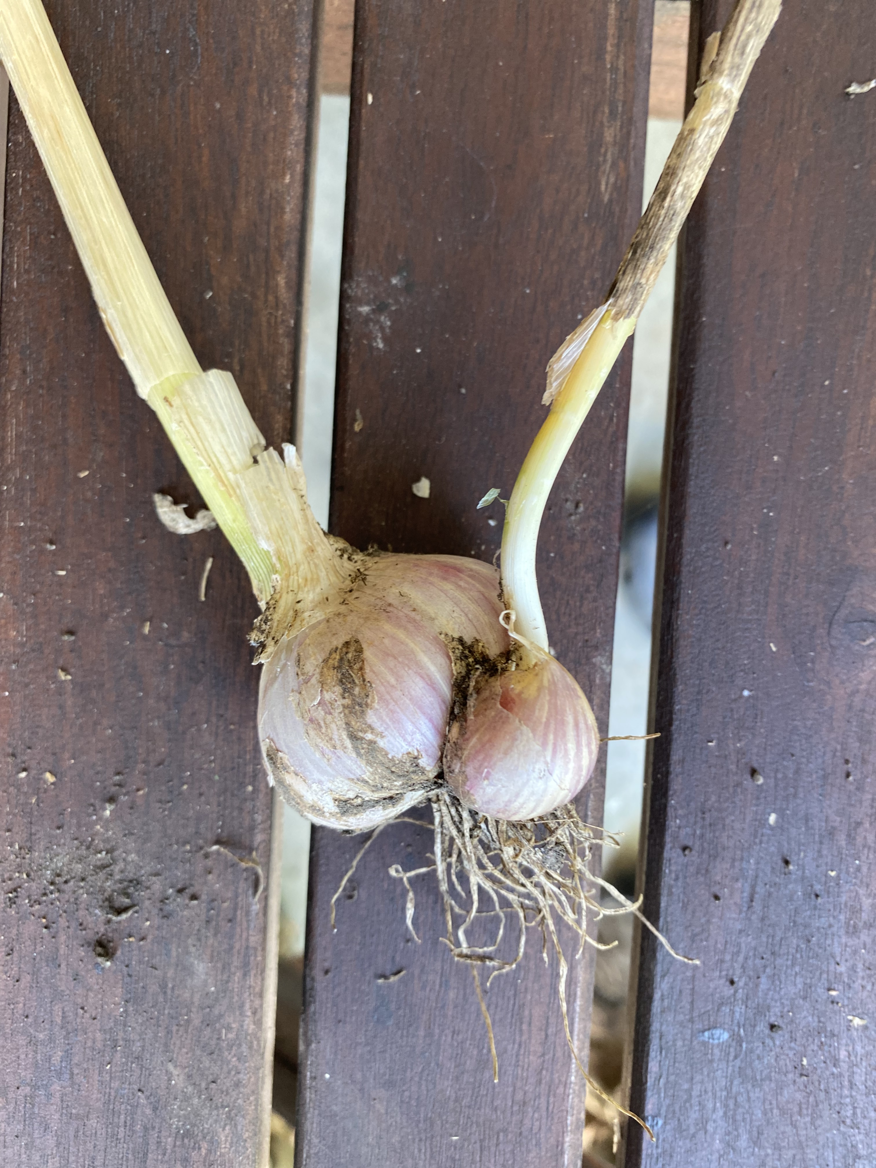 Large garlic bulb with small bulb growing out of it.
