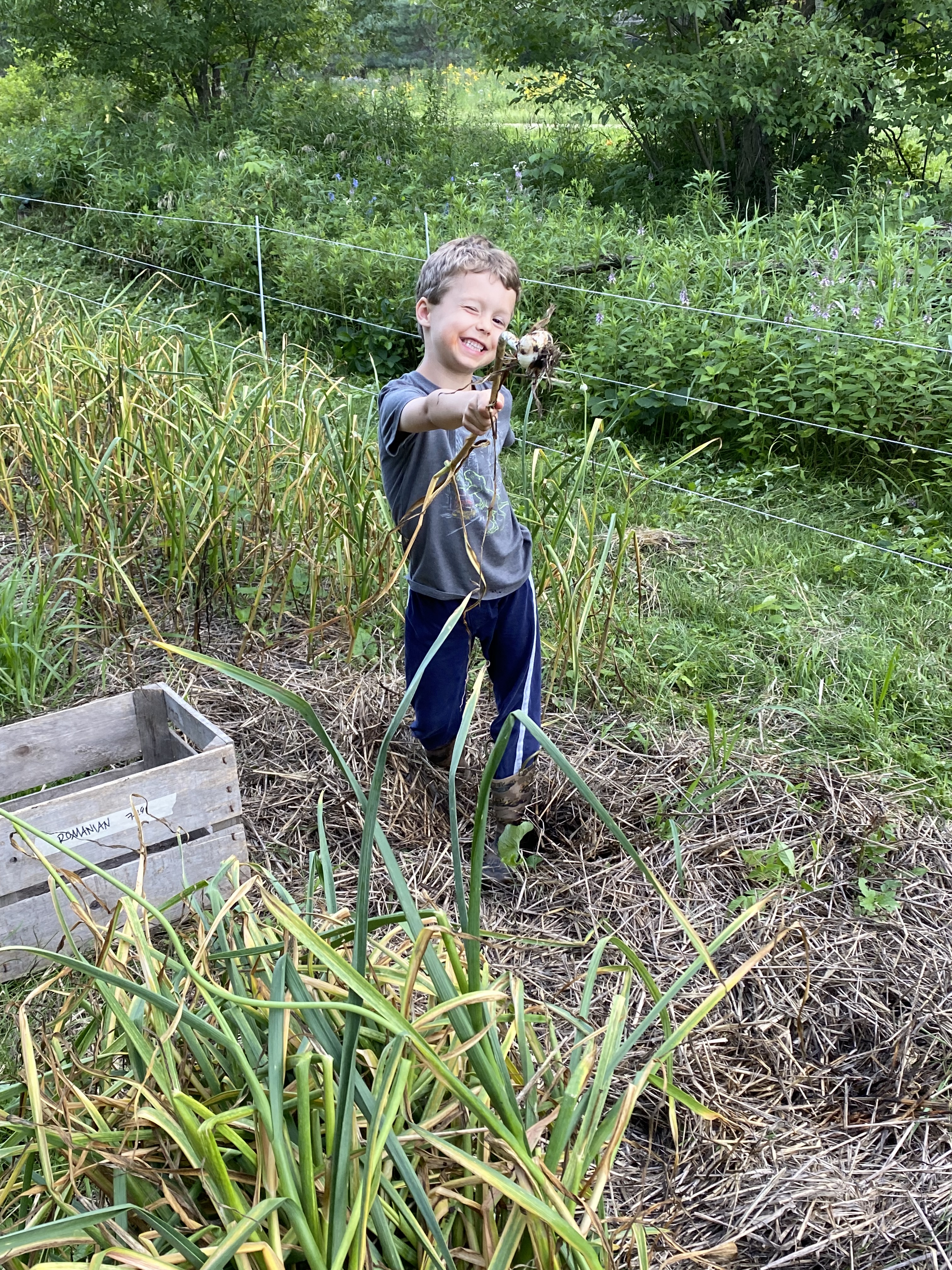 Child showing garlic bulb he just harvested in the field.