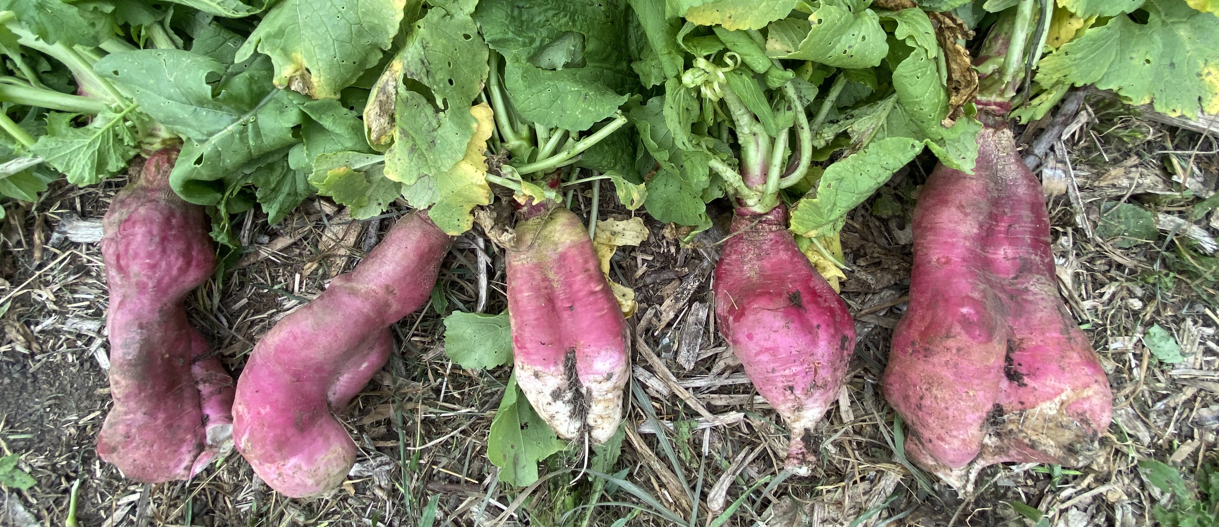 Very large and strangely shaped pink radishes.