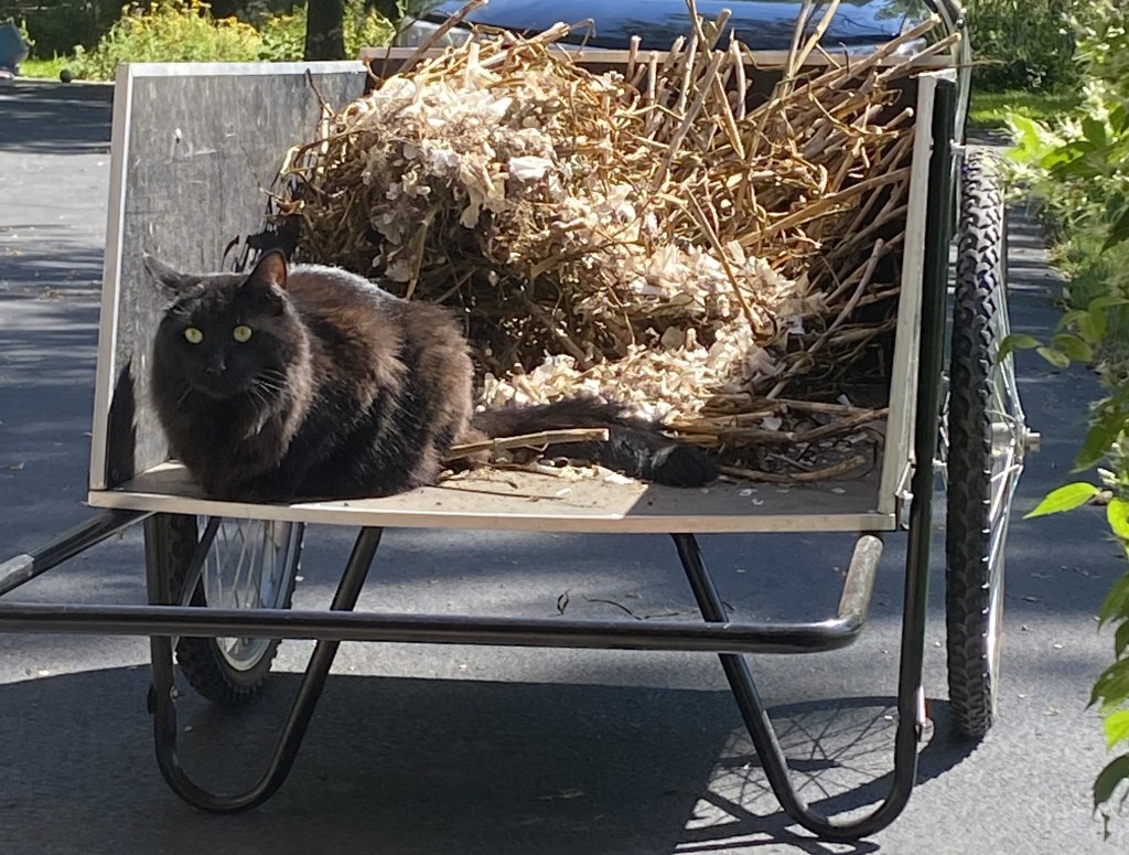 Black cat sitting in farm cart with dead garlic stalks behind him.