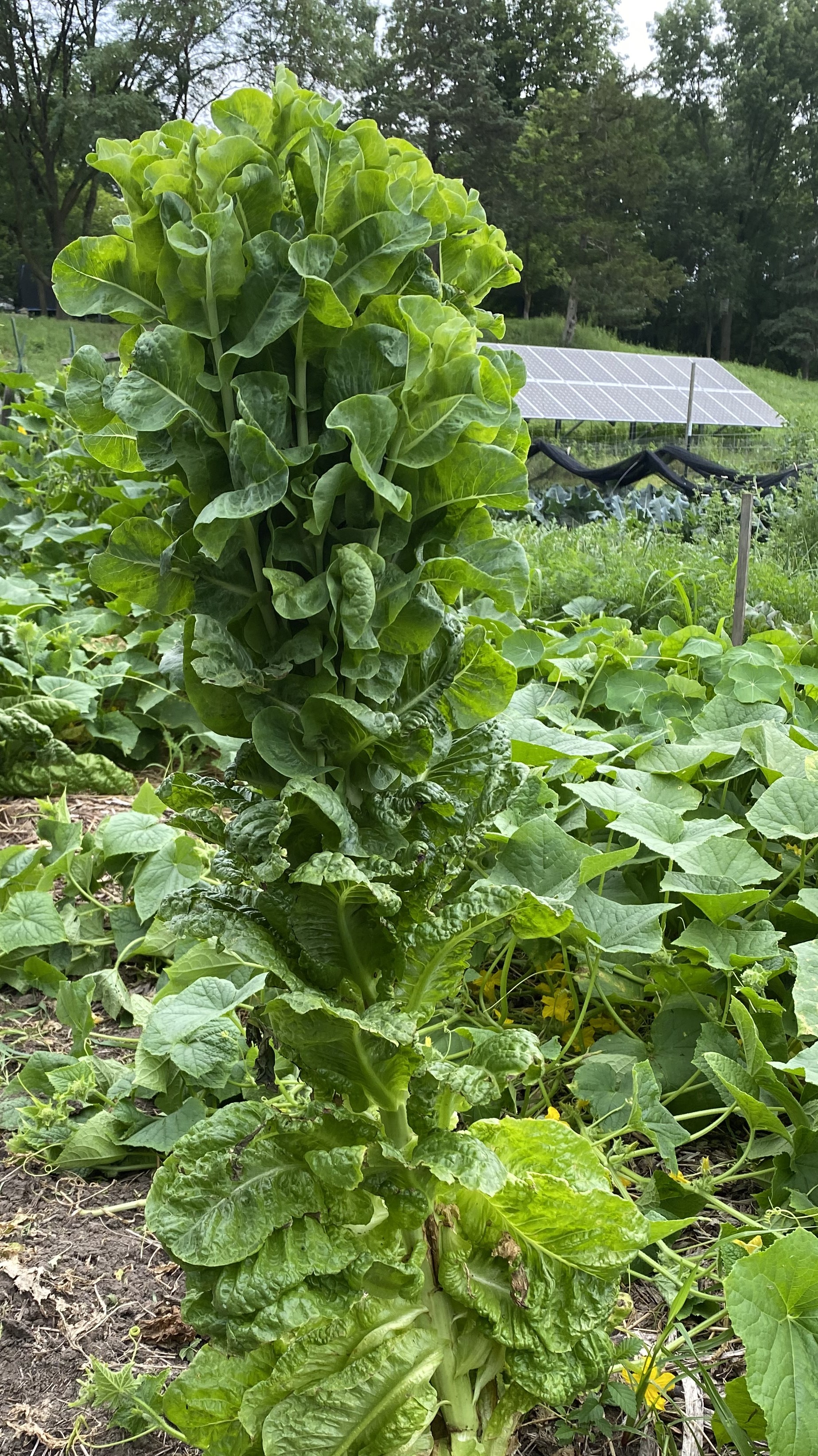 Really, really tall lettuce plant.